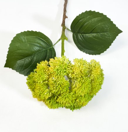 Седум желтый