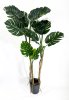 Куст монстеры крупнолистной 180 см БЕЗ КАШПО