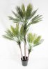 Пальма Арека 170 см БЕЗ КАШПО