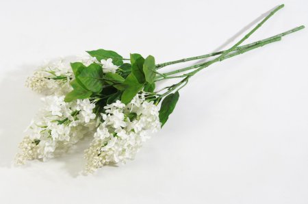Ветка сирени обыкновенная белая