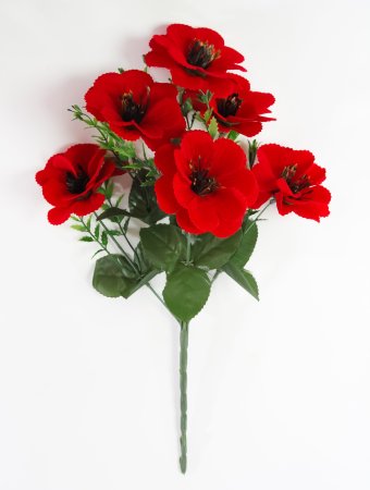 Бархатный анемон 6 цветков