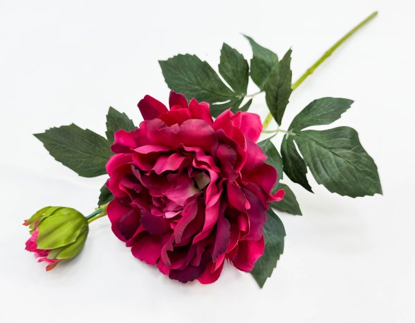 Пион "Герцогиня"