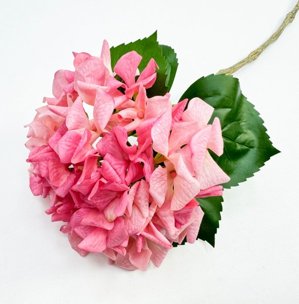 Гортензия «Арбузный сорбет» 