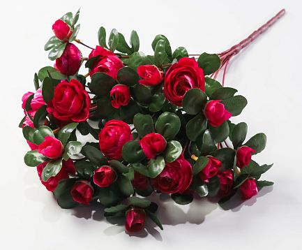 Ранункулюс 36 цветков от магазина KALINA являющийся официальным дистрибьютором в России 