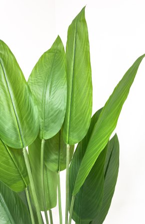 Стрелиция Королевская 140 см БЕЗ КАШПО