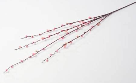 Ветка с почками