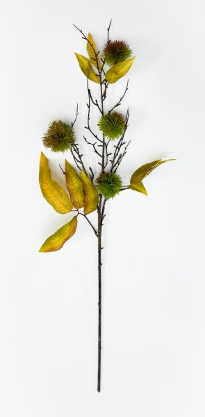 Ветка каштана зеленые плоды