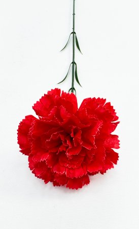 Гвоздика штучная крупная