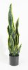Сансевиерия с желтой каймой в кашпо малый