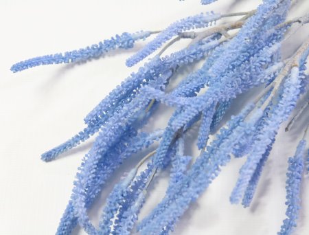 Ветка амаранта