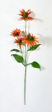 Эхинацея оранжевая