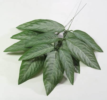 картинка Лист манго от магазина KALINA