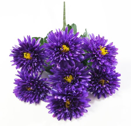 Астра Богиня солнца 7 цветков