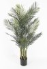 Финиковая пальма БЕЗКАШПО 160 см