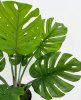 Монстера южно-американская 85 см БЕЗ КАШПО