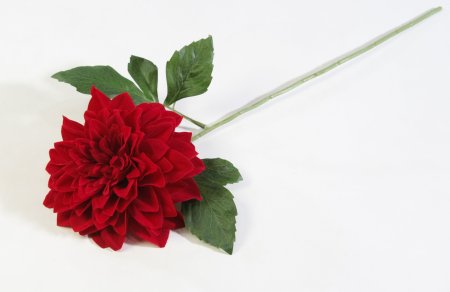 Георгин бархат