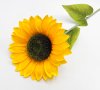 Подсолнух "Золотой август" 1 цветок
