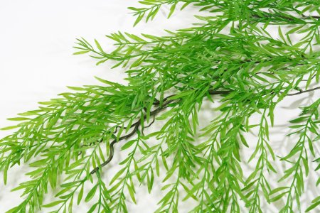 картинка Афрокарпус ампельный Лето от магазина KALINA