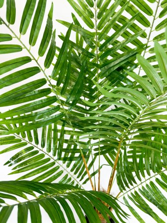 Хризалидокарпус пальма 180 см БЕЗ КАШПО