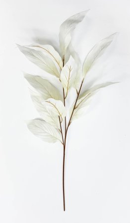 Аглаонема декоративная молочная