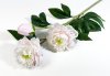 Ветка пиона Феликс Суприм светло-розовая