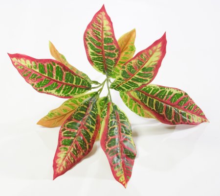 картинка Кодиеум от магазина KALINA