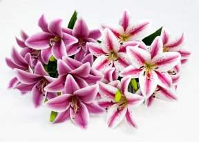 Лилия "Супер гигант" 9 цветков