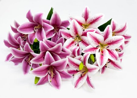 Лилия "Супер гигант" 9 цветков