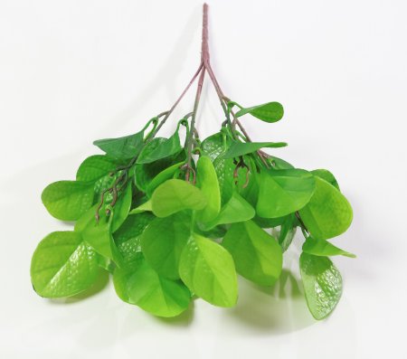 картинка Эхинодорус круглолистный от магазина KALINA