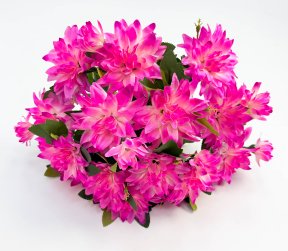 Георгин "Иволга" 15 цветков