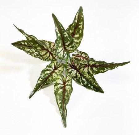 картинка Каладиум гибрид от магазина KALINA