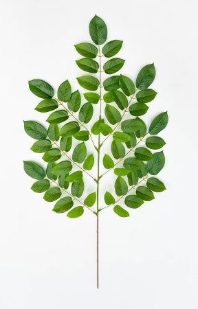 картинка Ветка гуавы зеленая от магазина KALINA