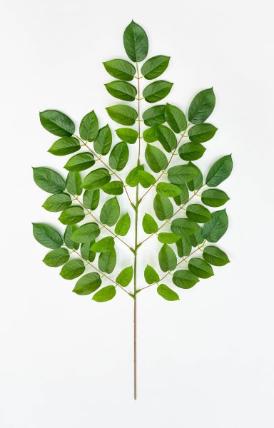 картинка Ветка гуавы зеленая от магазина KALINA