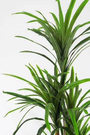 Драцена 3 БЕЗ КАШПО