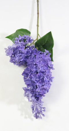 Ветка сирени фиолетовая