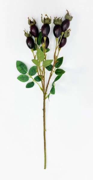 Шиповник "Воронцовский" бордовый