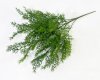 Ветка туи "Холмструп"