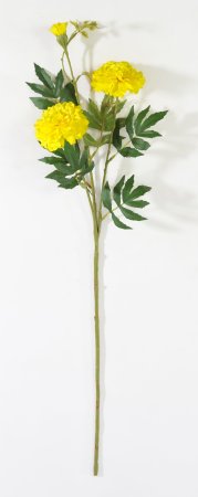 Шафран желтый