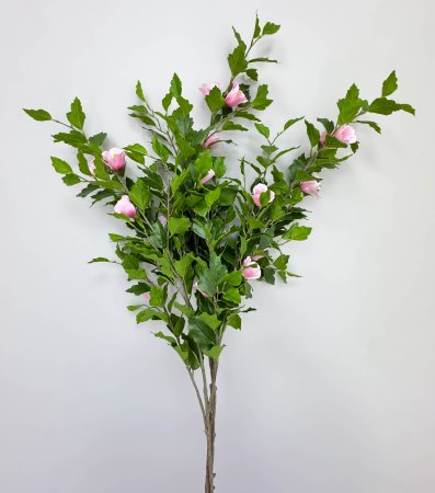 Гибискус розовый 