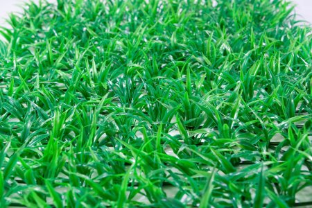 картинка Газон "Мурава" от магазина KALINA