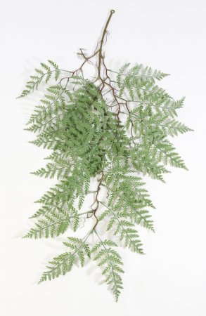 картинка Папоротник Орляк обыкновенный от магазина KALINA