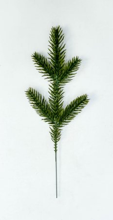 Лапка «Таёжная ветвь» средняя