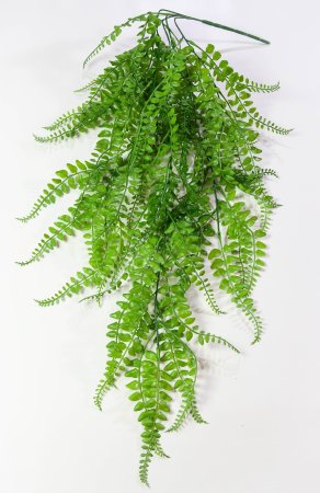 картинка Ампельная зелень "Дартс 2" от магазина KALINA