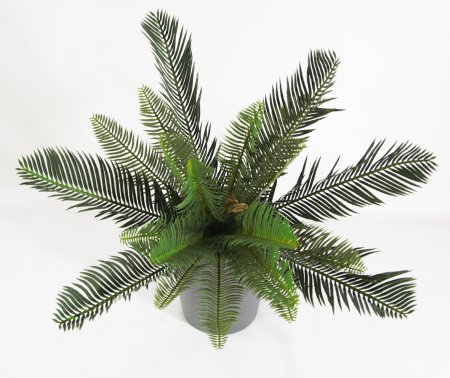 картинка Цикас средний БЕЗ КАШПО 20 листов от магазина KALINA