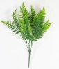 картинка Папоротник Кудрявый от магазина KALINA