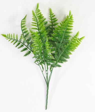 картинка Папоротник Кудрявый от магазина KALINA