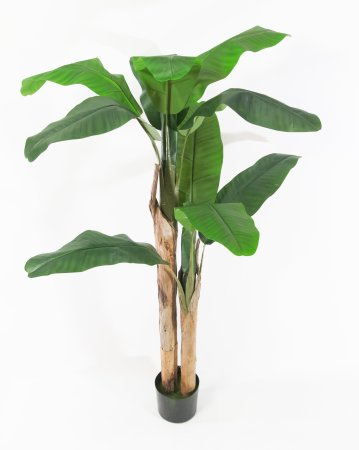 Куст банана 2 ствола 160 см БЕЗ КАШПО