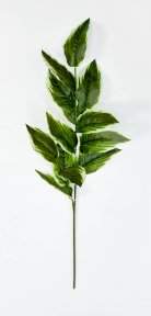 картинка Аглаонема комнатная высокая  от магазина KALINA