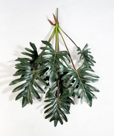 картинка Филодендрон двоякоперистый 7 листов от магазина KALINA