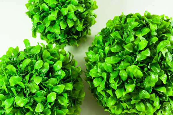 картинка Самшит крупнолистный №3 от магазина KALINA